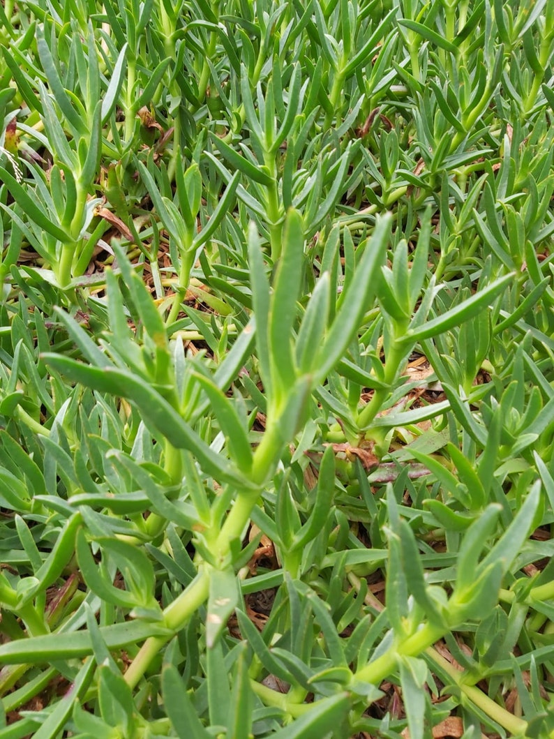 Carpobrotus edulis Highway Ice Plant ORGANICALLY grown. Etsy Carpobrotus edulis Highway Ice Plant ORGANICALLY grown. Etsy