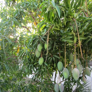 Mango Leaves (25) fresh organic for tea fresh cut shipped same day from Florida