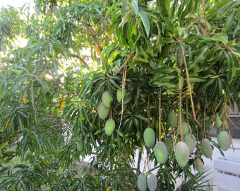 Mango Leaves (25) fresh organic for tea fresh cut shipped same day from Florida