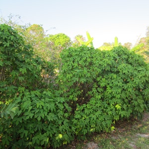 Chaya cuttings (8) organic from southwest Florida
