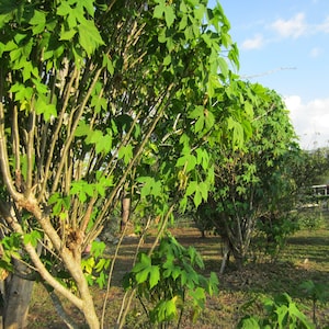 May include: A lush green papaya tree with multiple branches and large leaves. The tree is growing in a yard with a house in the background.