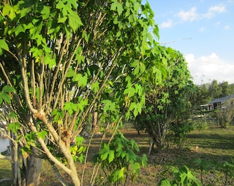 2 Chaya Cuttings Spinach Tree Great Permaculture crop for deep South