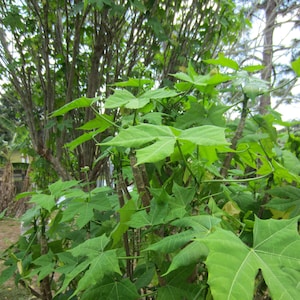 50 Fresh Organic Chaya Leaves (Spinach Tree) clipped and shipped same day