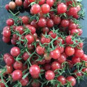 Everglades Tomato seeds (25) Heirloom Organic from Southwest Florida