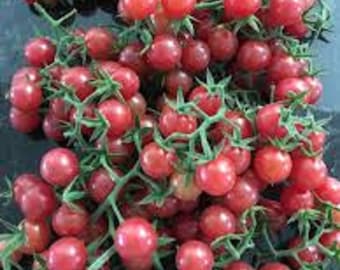 Everglades Tomato seeds (25) Heirloom Organic from Southwest Florida