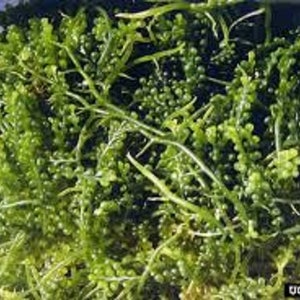 May include: A cluster of bright green sea grapes, also known as Caulerpa lentillifera, featuring numerous small, spherical, bead-like structures attached to thin, branching stems. The text UGA1357016 is visible in the bottom right corner.