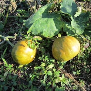 Seminole Pumpkin seeds (10) from Southwest Florida