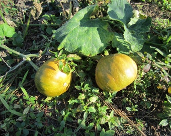 Seminole Pumpkin seeds (10) from Southwest Florida