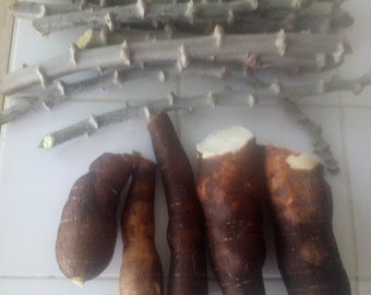 Cassava cuttings (4) Manihot esculenta from SW Florida organic