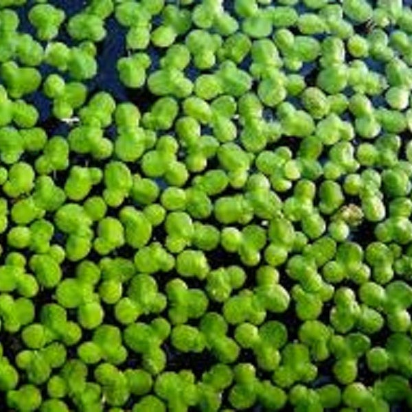 Duckweed 100+ grown indoors live organic floating aquarium plants