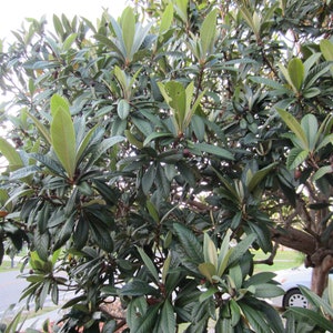 LOQUAT TREE leaves (30) Eriobotrya Japonica fresh organic for tea or herbal remedy from Florida