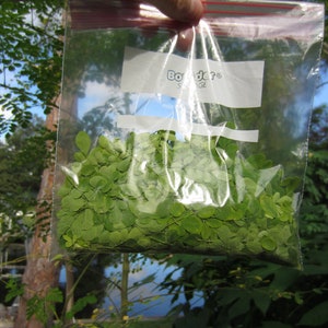 May include: A clear plastic bag filled with fresh green leaves, held up against a backdrop of trees and a body of water. The bag has a white label with the text "Border® Savage". The leaves are small and round.