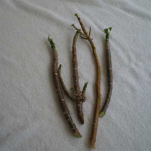 Chaya Cuttings (4) Spinach Tree