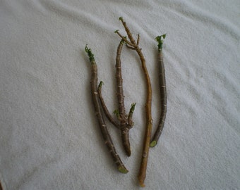 Chaya Cuttings (4) Spinach Tree