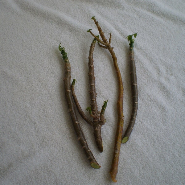 Fruit Tree Cuttings Etsy