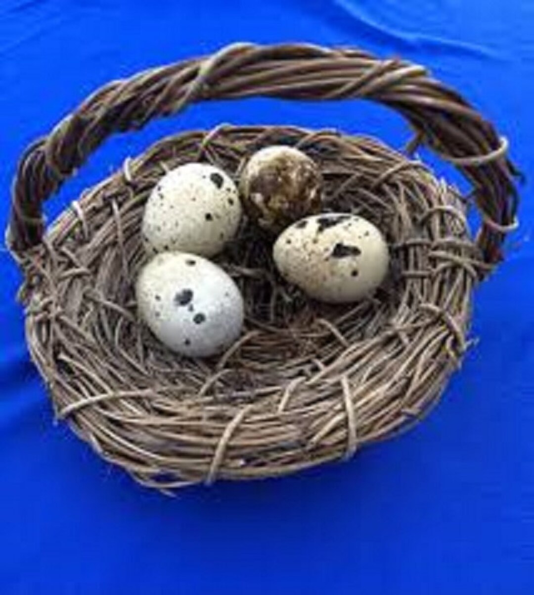 4 Coturnix Quail Eggs for Feeding Egg Eating Snakes and Reptiles Etsy