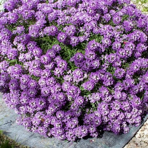 Flower seeds LOBULARIA VIOLET about 30 seeds