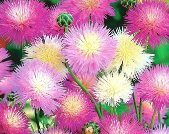 Puede incluir: Un ramo de aciano rosa, blanco y rosa claro. Las flores están en plena floración y tienen un aspecto delicado y plumoso.