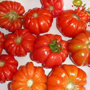 SEMILLAS DE TOMATE MUSHROOME