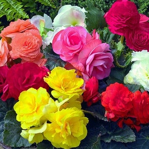 Flower seeds BEGONIA LARGE-COLORED mix