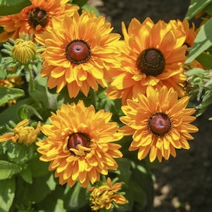 Flower Seeds RUDBEKIYA TERRY