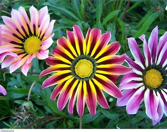 Blumensamen gazania SHINY MIX 5 samen