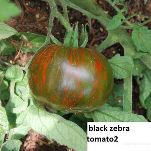 Pu&ograve; includere: Primo piano di un pomodoro zebra nero con strisce rosse che cresce su una vite. Il pomodoro &egrave; verde e rosso e ha una pelle liscia e lucida.