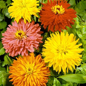 ZYNIA CHRYSANTHEME Blumensamen