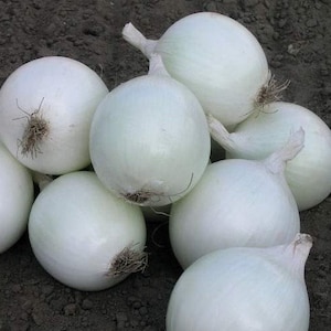 Onion seeds SILVER MOON about 100 seeds