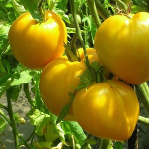 Tomato Seeds BULL HEART YELLOW ca. 25 Samen