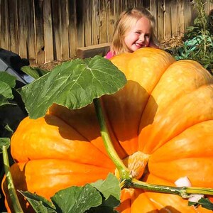 Pumpkin ATLANT seeds