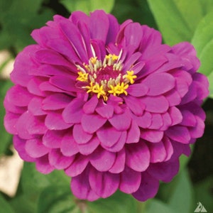 ZINYA PURPLE QUEEN Flower Seeds