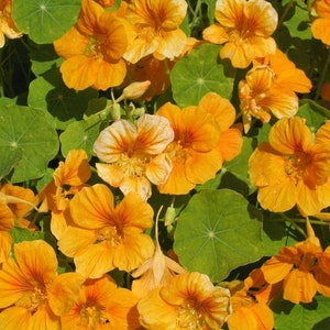 Puede incluir: Primer plano de vibrantes flores de capuchina naranja y hojas verdes. Las flores están en plena floración, con forma de trompeta. La imagen muestra una densa disposición de las flores y hojas, creando una colorida exhibición floral.