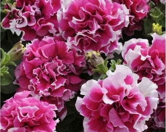 PETUNIA PIRUETTE PINK Nasiona kwiatów