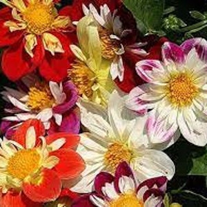 Puede incluir: Un ramo de flores de dalia de colores con pétalos blancos, rojos y morados. Las flores tienen centros amarillos y están dispuestas en un racimo.