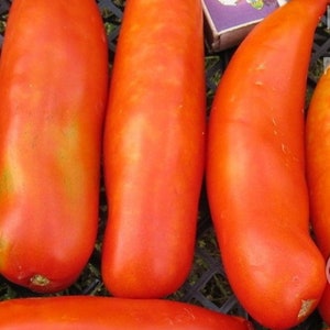 Semillas de tomate UNCLE sobre 25 semillas
