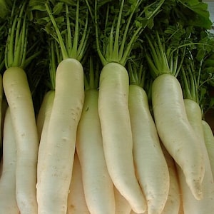 Rettich Samen Daikon über 70 Samen