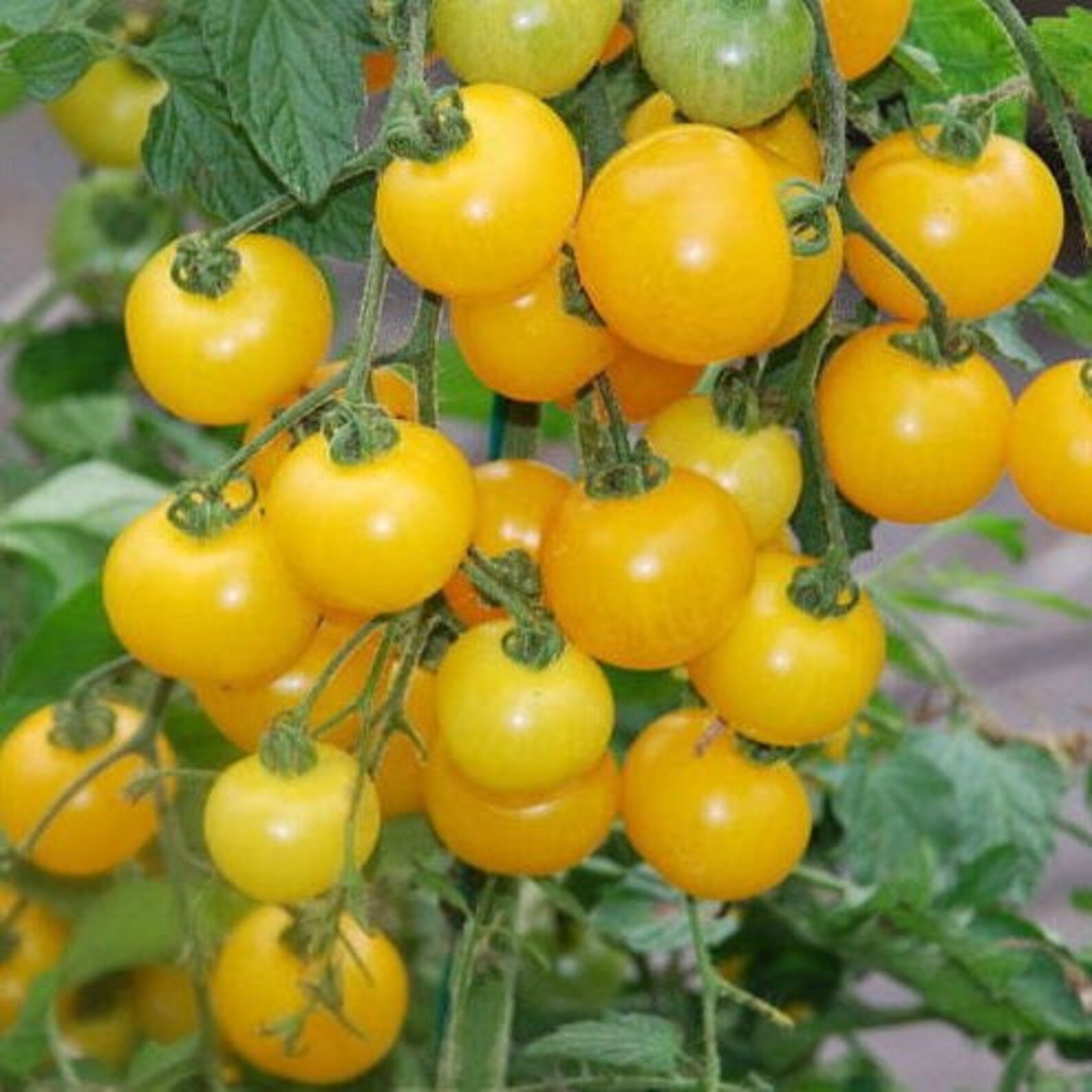 Tomato seeds GOLDEN CHERRY Etsy