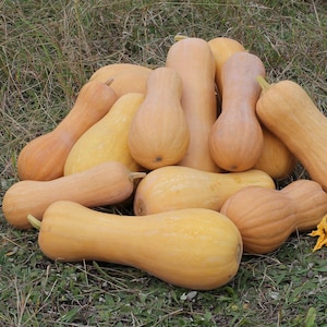 Pompoenpitten NIEUW