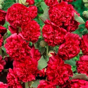 Blumensamen MALVE ROT