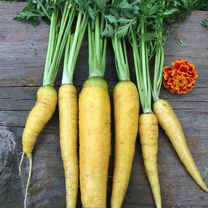 Carrot seeds YELLOW about 500 seeds