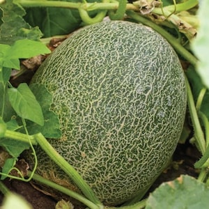 Melon seeds BANANA F1 about 10 seeds