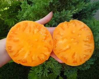 Semi di pomodoro ANANAS HAWAIIANO circa 15 semi