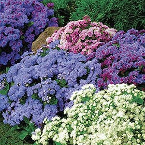 Flower seeds AGERATUM MIX Mexican