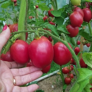 Sementes de tomate DE BARAO ROSA