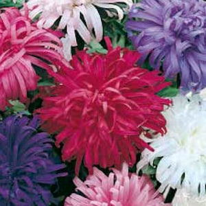 Blumensamen ASTRA CHRYSANTHEME MIX