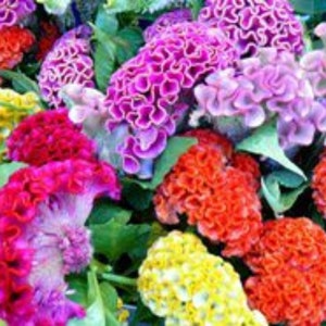 Flower Seeds CELOSIA SCRAP