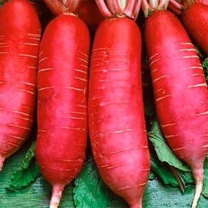 Semillas de rábano daikon ROSA CHINA