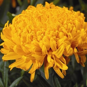 Flor tagetes erecta FANTASY unas 50 semillas