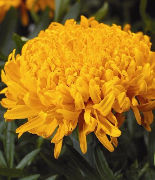 Flower seeds tagetes erecta FANTASY Flower seeds tagetes erecta FANTASY